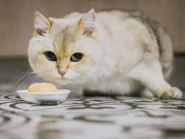 Llega el Mes del Gato: claves para que vivan muchos años