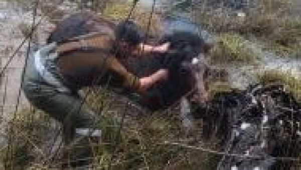 <p>Carabineros rescatan a caballo atrapado en laguna semicongelada</p>Carabineros rescatan a caballo atrapado en laguna semicongelada
