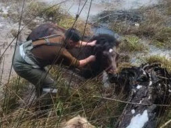 Carabineros rescatan a caballo atrapado en laguna semicongelada