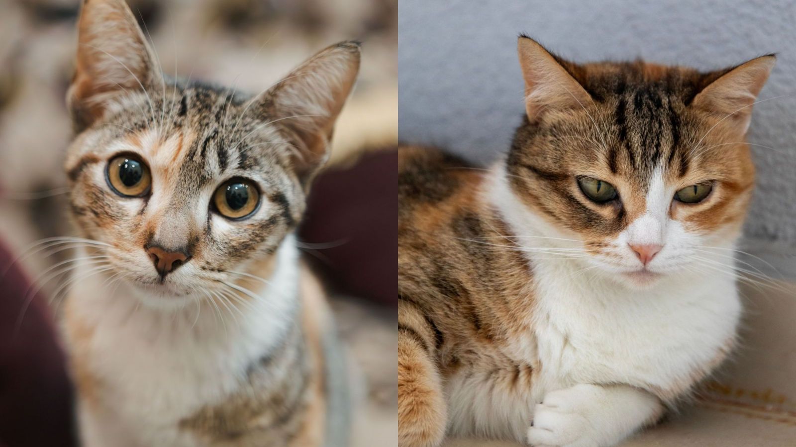 ¿Amas los gatos? Santuario en isla griega busca voluntarios para cuidar de estos pequeños felinos
