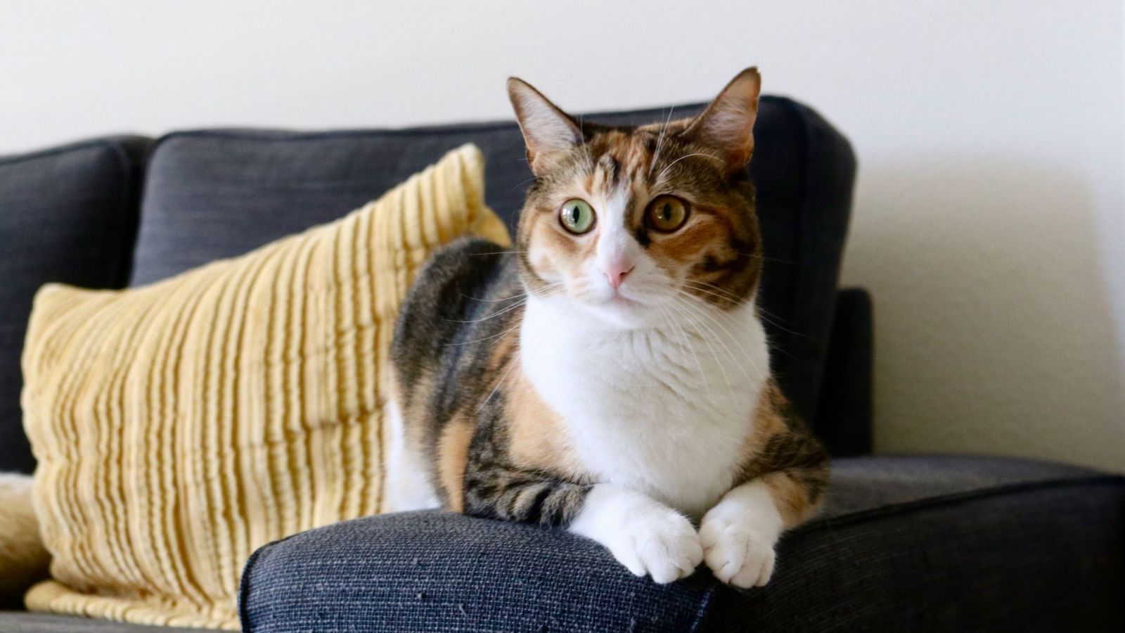¿Por qué agosto es el mes de los gatos? Las claves de la temporada más especial para los pequeños felinos

