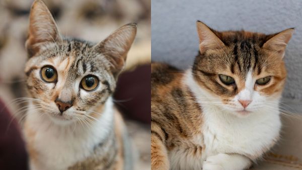 ¿Amas los gatos? Santuario en isla griega busca voluntarios para cuidar de estos pequeños felinos
