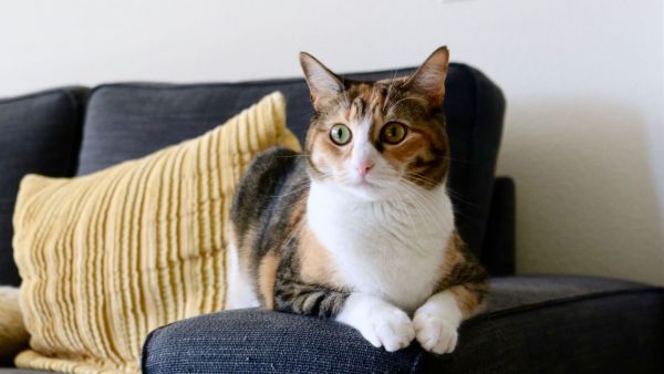 ¿Por qué agosto es el mes de los gatos? Las claves de la temporada más especial para los pequeños felinos
