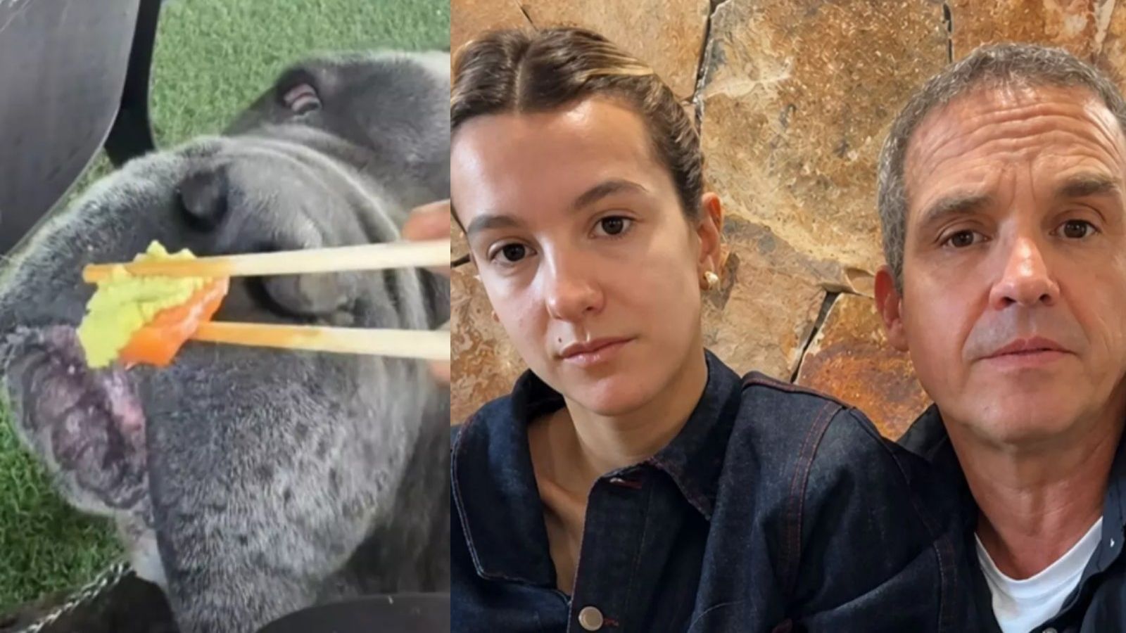 "A todas las personas que me hicieron daño": Josefa Sáez aparece en redes luego de polémico video de su perro comiendo wasabi

