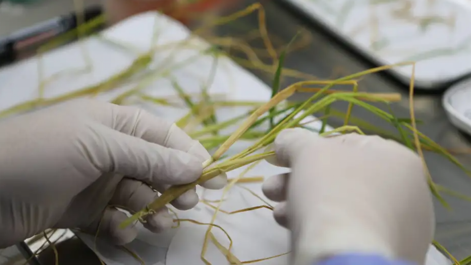 China logra primera cosecha de arroz de "semilla espacial"
