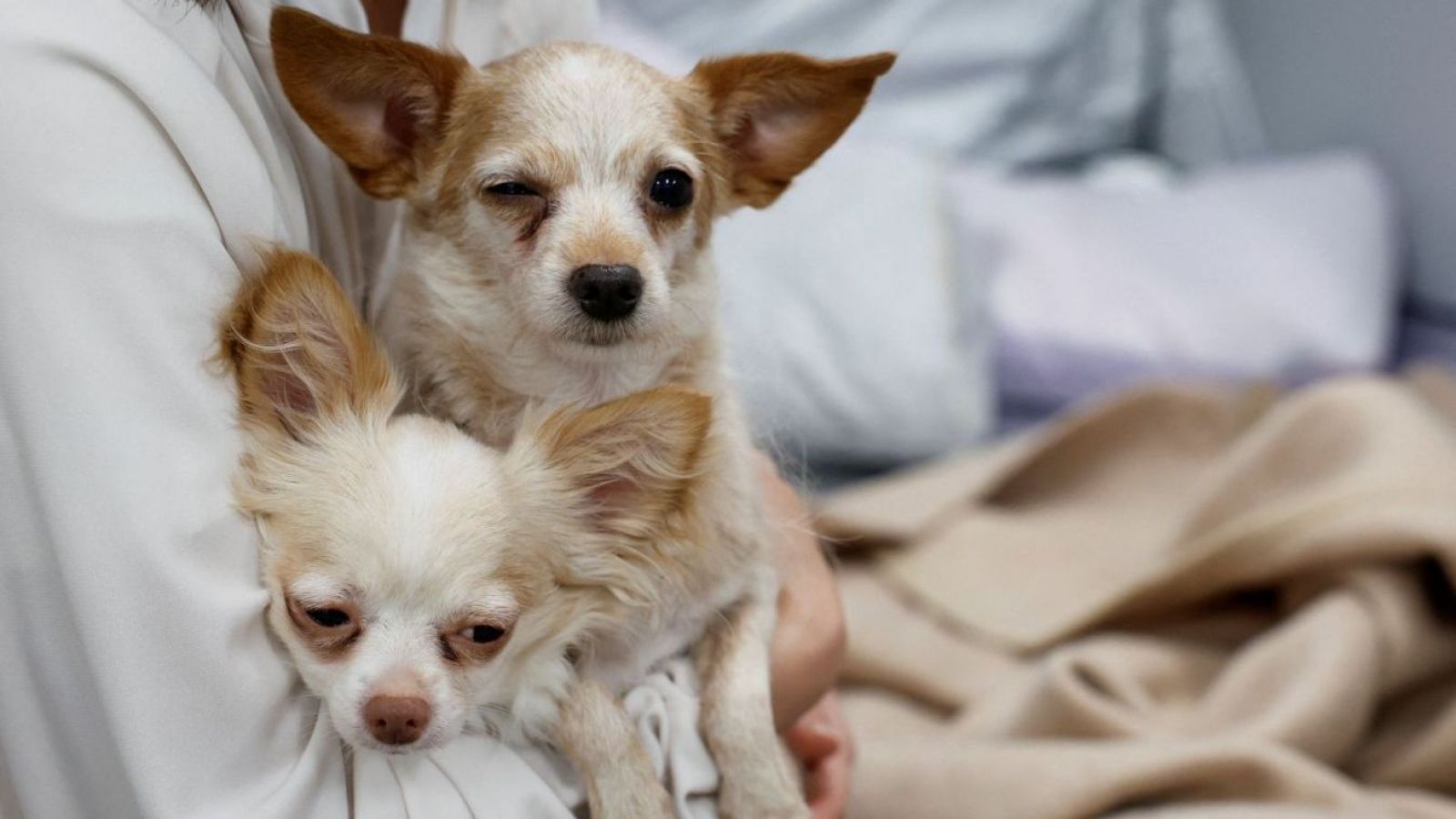 <p>Clínica veterinaria abre sus puertas a supervivientes del terremoto de Japón y a sus mascotas</p>

