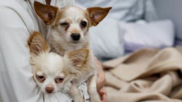 <p>Clínica veterinaria abre sus puertas a supervivientes del terremoto de Japón y a sus mascotas</p>Clínica veterinaria abre sus puertas a supervivientes del terremoto de Japón y a sus mascotas

