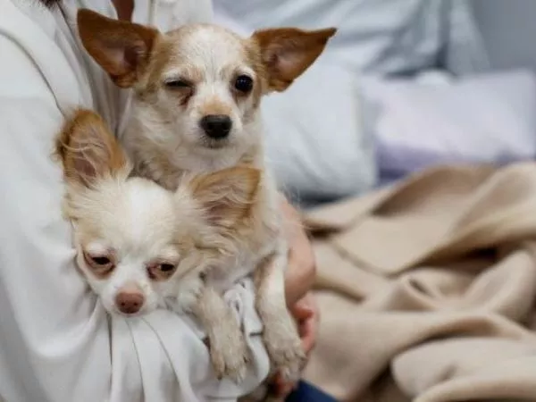 Clínica veterinaria abre sus puertas a supervivientes del terremoto de Japón y a sus mascotas
