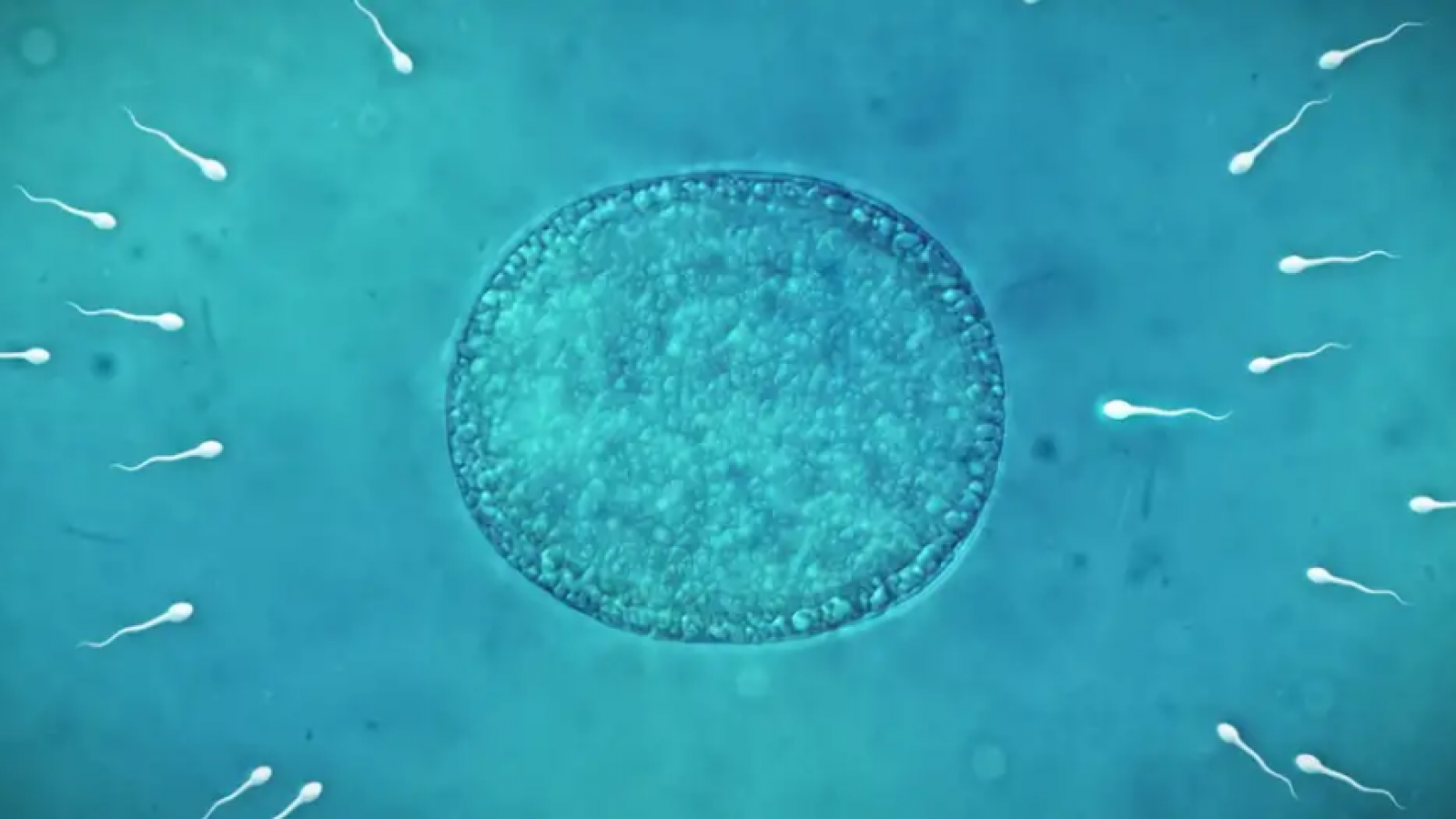 La fertilidad también depende de las bacterias del semen
