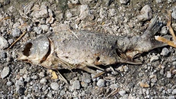<p>Un pez muerto en la orilla del Lago de Velence. </p>Sequía extrema en Hungría: así desaparece un lago
