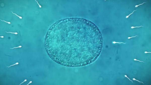 La fertilidad también depende de las bacterias del semen
