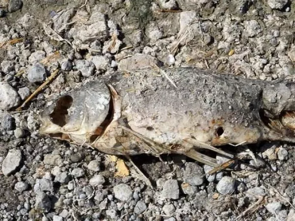 Un pez muerto en la orilla del Lago de Velence.
