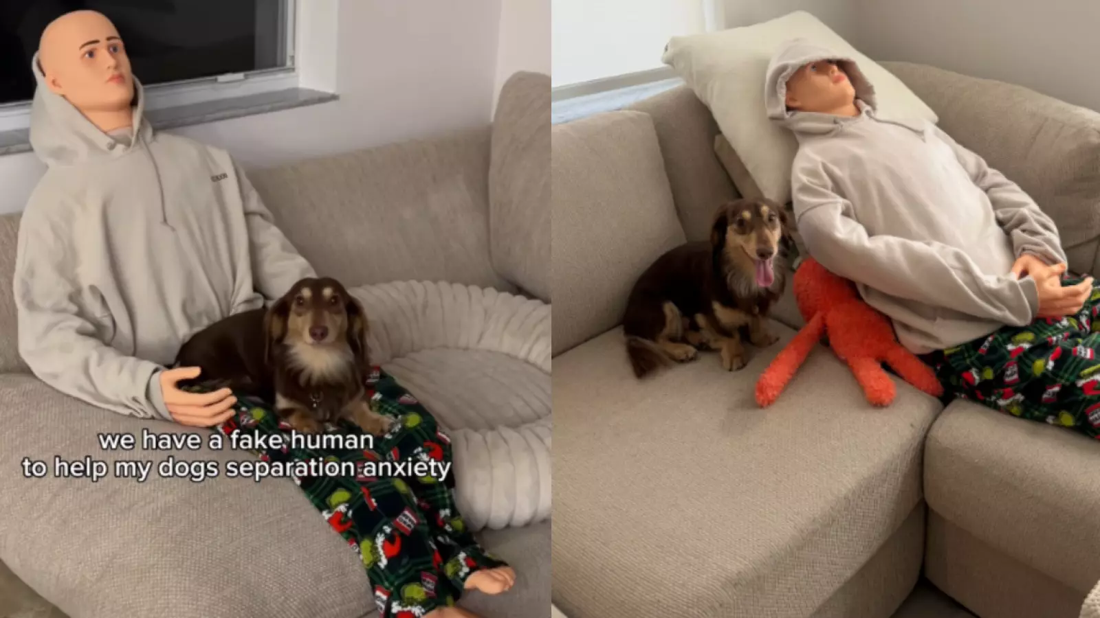 Dueños usaron un maniquí para ayudar a su perro con ansiedad por separación