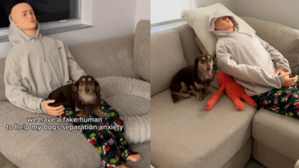 <p>Dueños usaron un maniquí para ayudar a su perro con ansiedad por separación</p>Dueños usaron un maniquí para ayudar a su perro con ansiedad por separación
