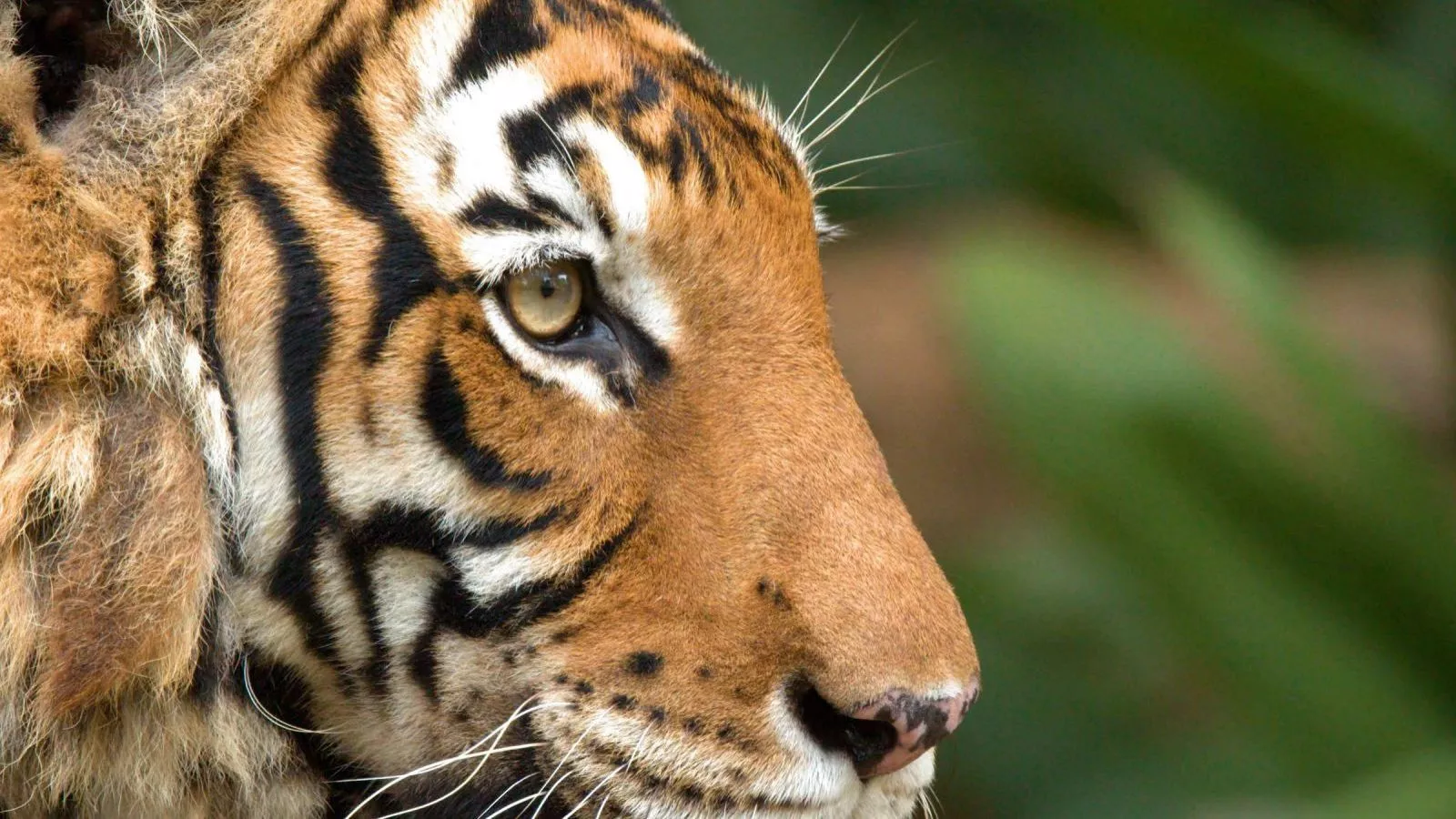 Tras más de 70 años: liberan tigresa del Amur para reintroducir a los grandes felinos en Kazajistán