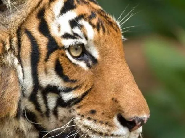 Tras más de 70 años: liberan tigresa del Amur para reintroducir a los grandes felinos en Kazajistán