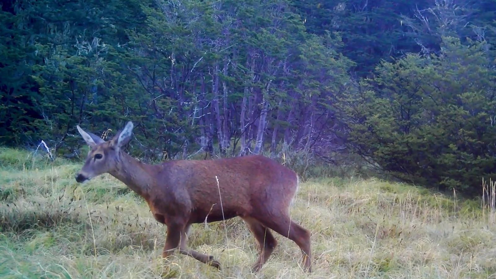Huemul sorprende y confirma conectividad entre valles de futura área protegida en Cochamó
