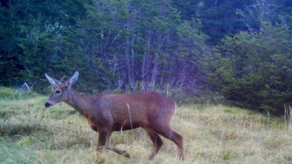 Huemul sorprende y confirma conectividad entre valles de futura área protegida en Cochamó
