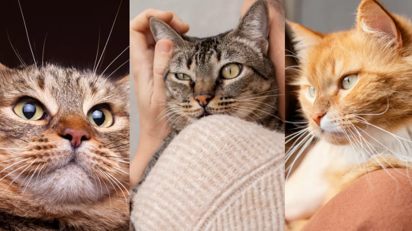 ¿Tienes un gato? Las claves para mantenerlo sano y prevenir problemas de salud
