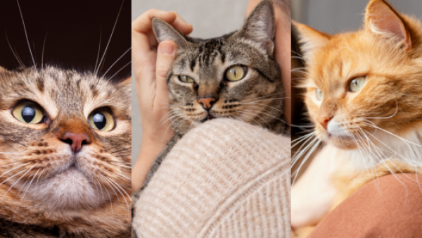 <p>¿Tienes un gato? Las claves para mantenerlo sano y prevenir problemas de salud</p>¿Tienes un gato? Las claves para mantenerlo sano y prevenir problemas de salud
