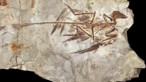 ¿No hubo dinosaurios enanos? La culpa sería de los mamíferos
