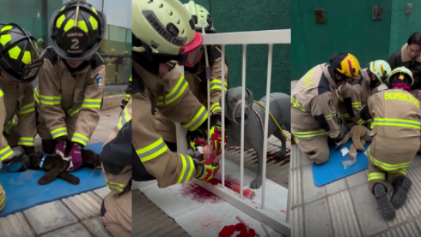 <p>Bomberos se capacitan para rescatar y atender mascotas durante emergencias</p>Bomberos se capacitan para rescatar y atender mascotas durante emergencias
