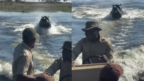 <p>Turistas viven aterrador momento tras ser perseguidos por un hipopótamo en Botsuana</p>Turistas viven aterrador momento tras ser perseguidos por un hipopótamo en Botsuana
