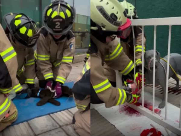 Bomberos se capacitan para rescatar y atender mascotas durante emergencias