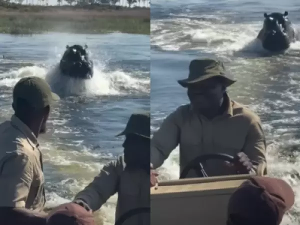 Turistas viven aterrador momento tras ser perseguidos por un hipopótamo en Botsuana