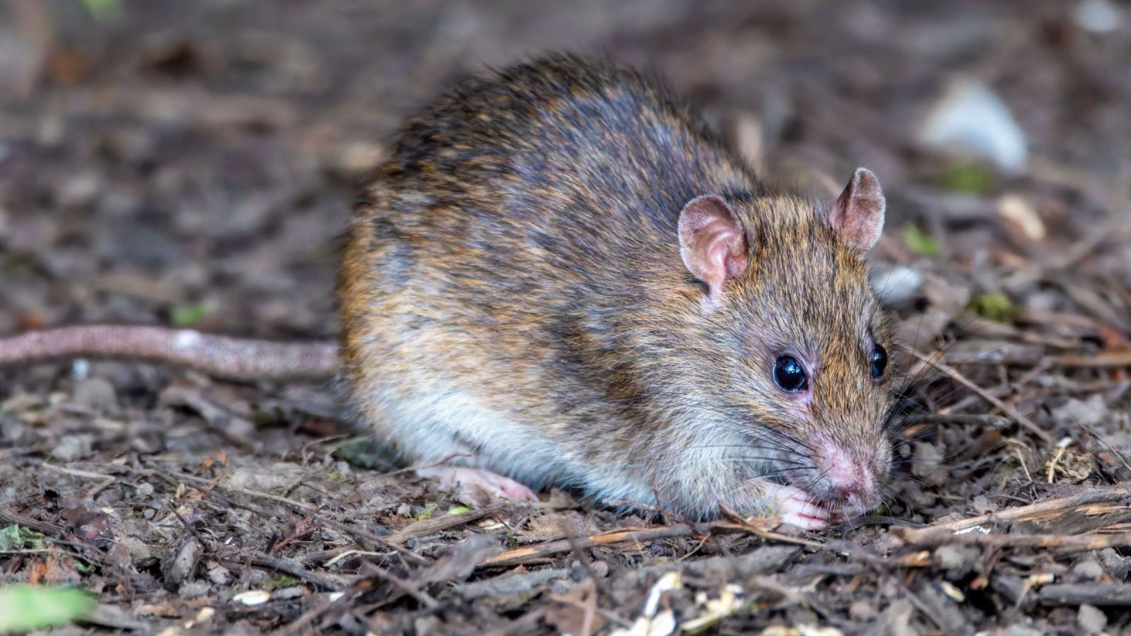 Indagan muerte de menor por presunto hantavirus: Esta es la hipótesis
