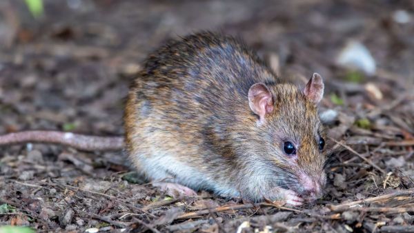 Indagan muerte de menor por presunto hantavirus: Esta es la hipótesis
