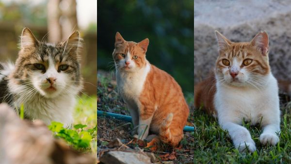¡Los gatos se toman internet! ¿Por qué el 8 de agosto se celebra su día?

