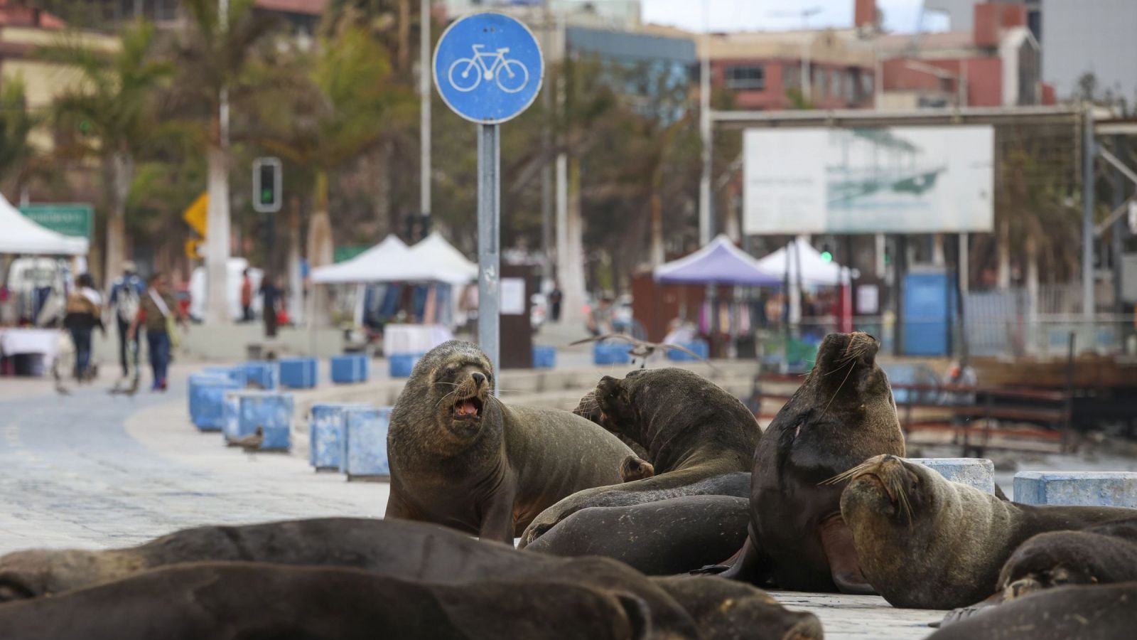 Alerta en Antofagasta: Denuncian presuntos ataques con armas blancas contra lobos marinos
