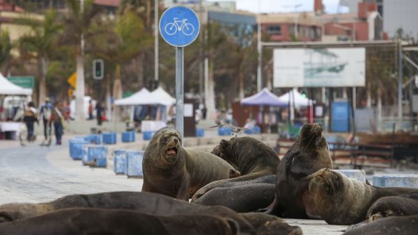 Alerta en Antofagasta: Denuncian presuntos ataques con armas blancas contra lobos marinos

