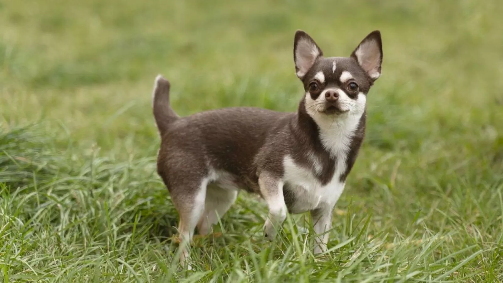 ¿Dónde llevar a tu perro? Lanzan mapa que permite encontrar caniles y plazas cercanas