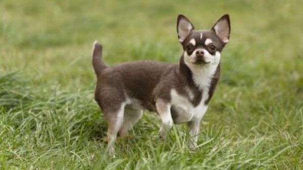 <p>¿Dónde llevar a tu perro? Lanzan mapa que permite encontrar caniles y plazas cercanas</p>¿Dónde llevar a tu perro? Lanzan mapa que permite encontrar caniles y plazas cercanas
