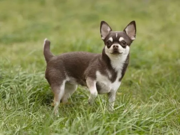 ¿Dónde llevar a tu perro? Lanzan mapa que permite encontrar caniles y plazas cercanas