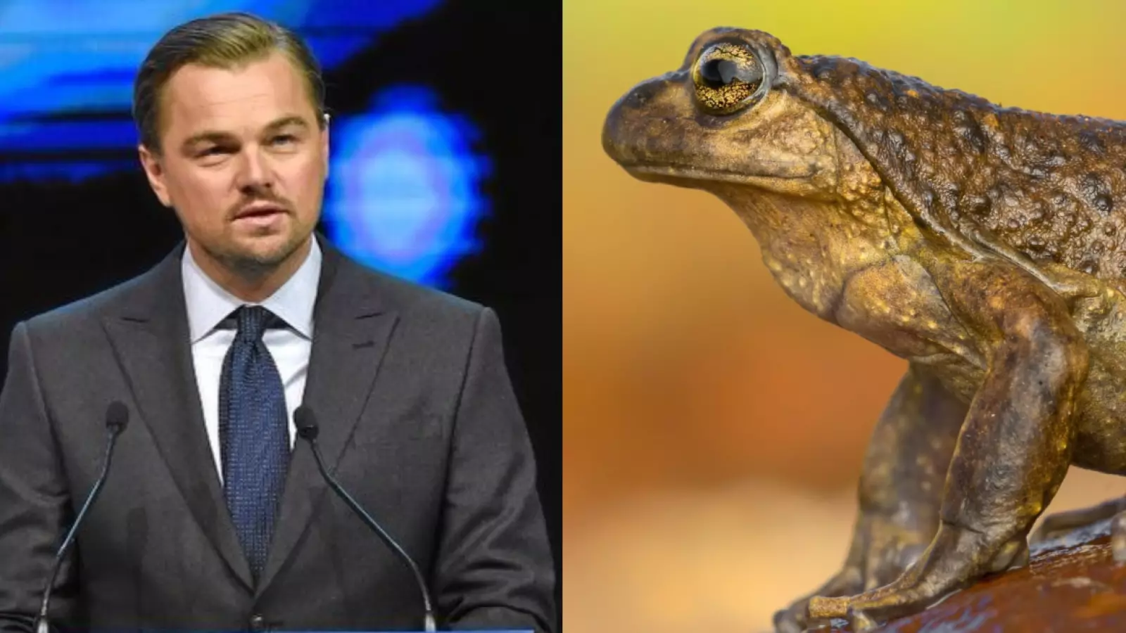 Leonardo DiCaprio pide proteger a la Rana del Pehuenche ante amenaza de proyecto eléctrico en Chile