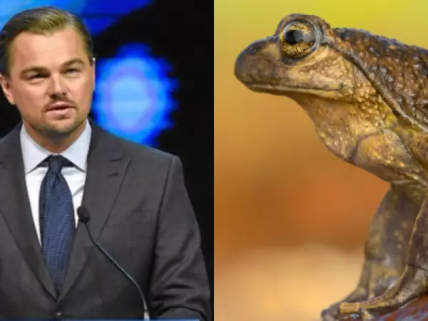 Leonardo DiCaprio pide proteger a la Rana del Pehuenche ante amenaza de proyecto eléctrico en Chile