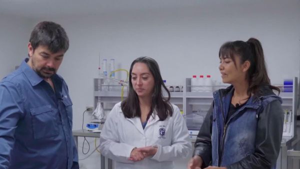 Científicos chilenos descubren que extracto de cochayuyo puede bloquear la energía de células tumorales y prevenir la metástasis
