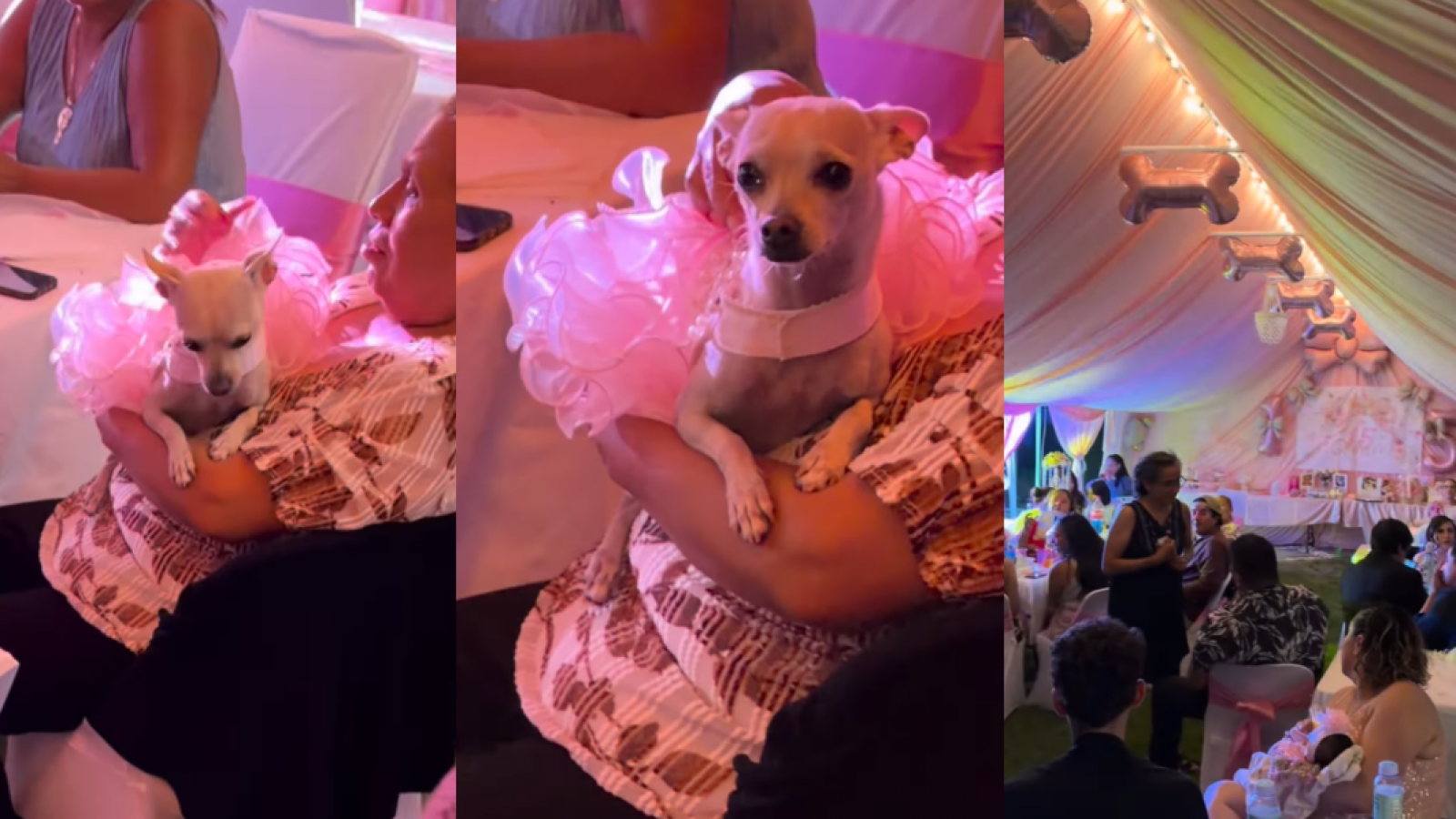 <p>Se hizo viral: familia celebró una fiesta de "quinceañera" para su perrita</p>
