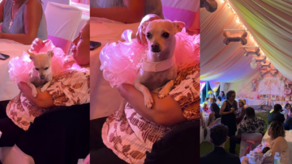<p>Se hizo viral: familia celebró una fiesta de "quinceañera" para su perrita</p>Se hizo viral: familia celebró una fiesta de "quinceañera" para su perrita
