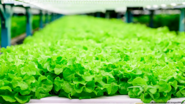 <p>¿Carne o ensalada? Crean lechuga que produce proteína animal</p>¿Carne o ensalada? Crean lechuga que produce proteína animal
