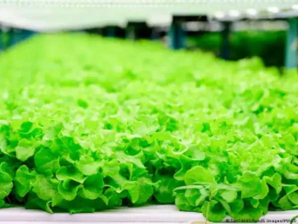 ¿Carne o ensalada? Crean lechuga que produce proteína animal
