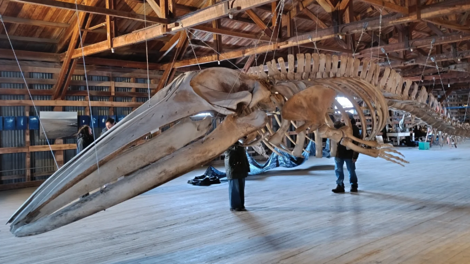 Cierre de la XI edición de "Magallanes en 100 Palabras" incluye recorrido gratuito por el Museo de Historia Natural de Río Seco
