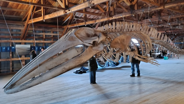 Cierre de la XI edición de "Magallanes en 100 Palabras" incluye recorrido gratuito por el Museo de Historia Natural de Río Seco
