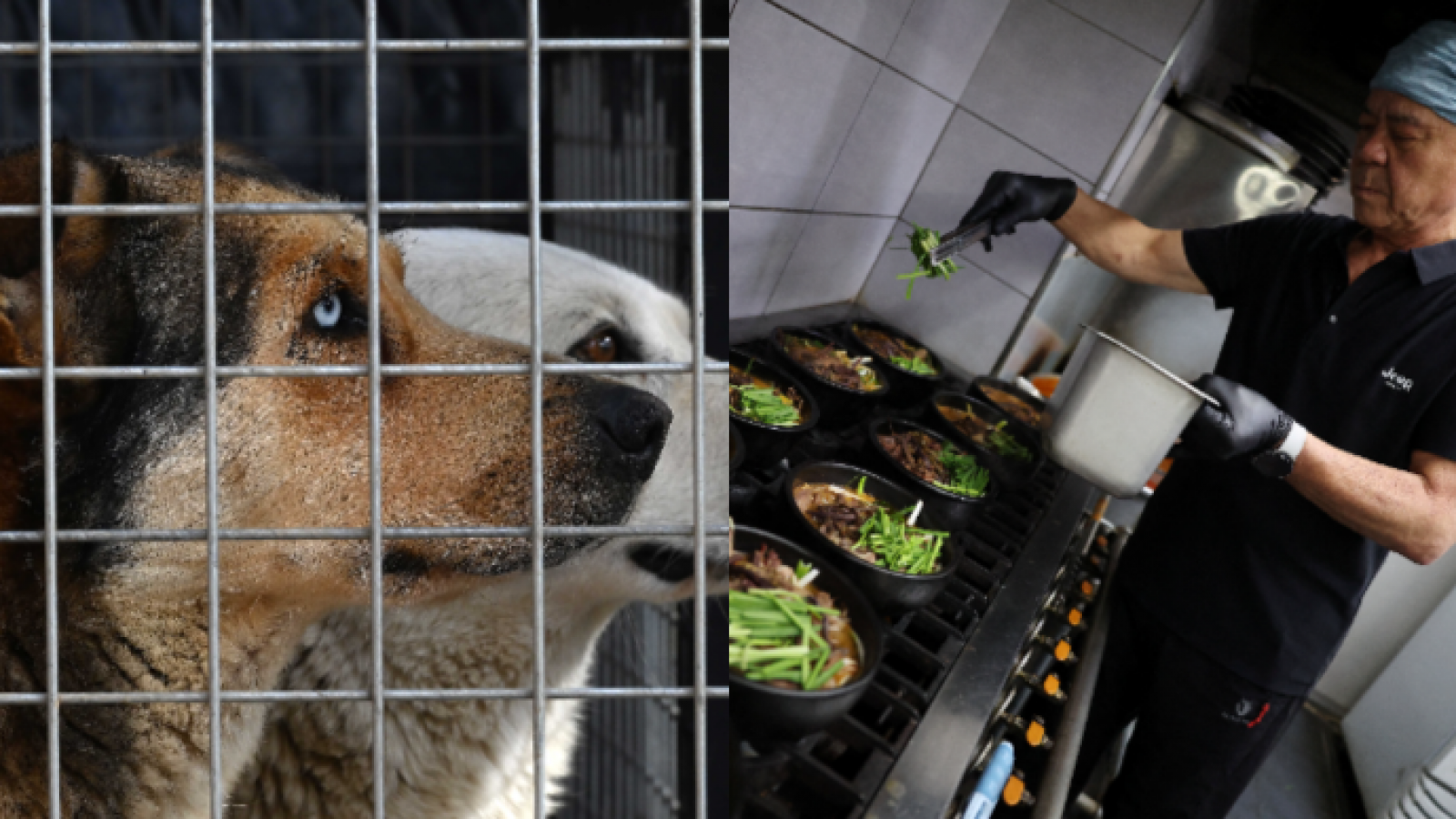 Corea del Sur vive su última temporada de carne de perro antes de la prohibición
