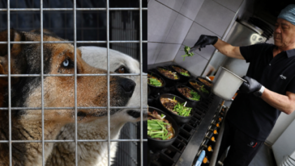 Corea del Sur vive su última temporada de carne de perro antes de la prohibición
