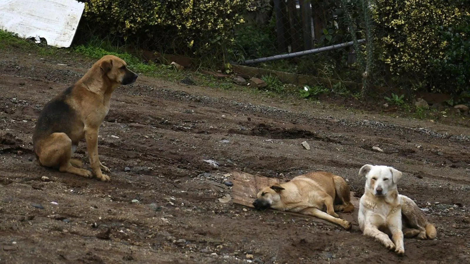 Tragedia en Quirihue: mujer de 78 años muere tras ataque de tres perros