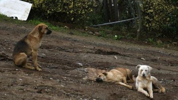 <p>Tragedia en Quirihue: mujer de 78 años muere tras ataque de tres perros</p>Tragedia en Quirihue: mujer de 78 años muere tras ataque de tres perros
